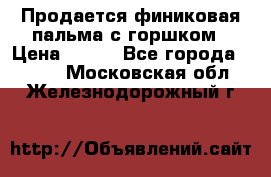 Продается финиковая пальма с горшком › Цена ­ 600 - Все города  »    . Московская обл.,Железнодорожный г.